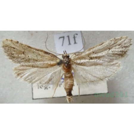 Diurnea fagella (Denis & Schiffermüller, 1775) Czech71f